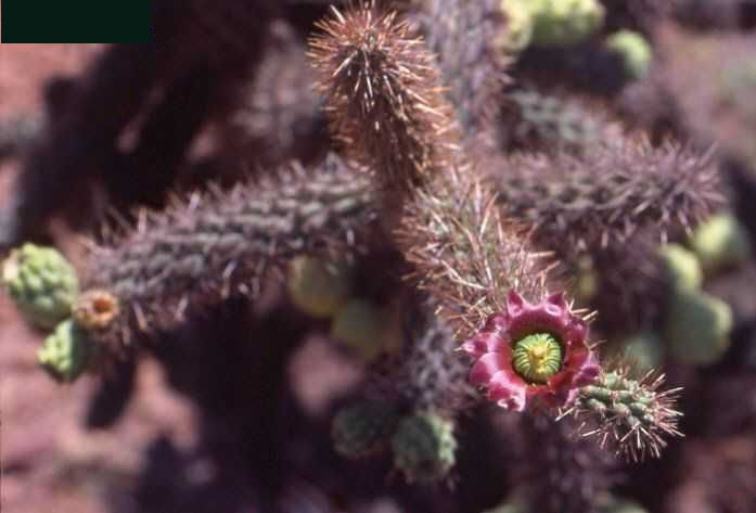 Cylindropuntia cholla (Catavina, BC)