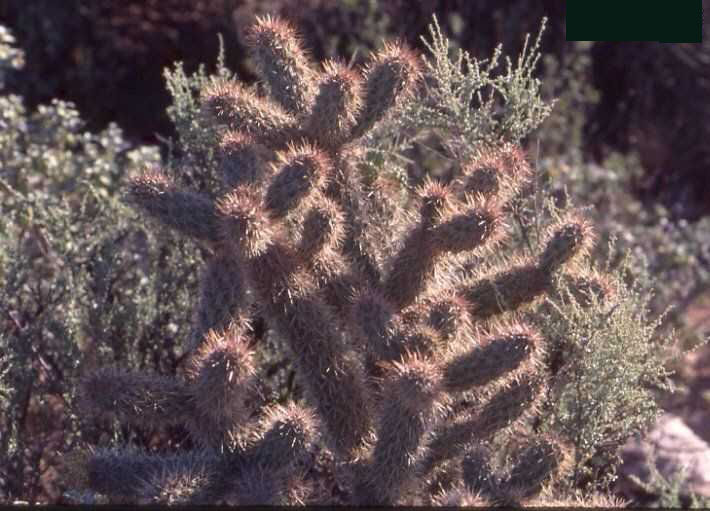 Cylindropuntia cholla (Jaraguay, BC)