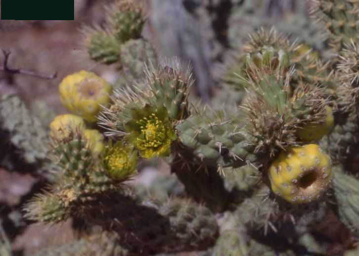 Cylindropuntia ciribe (Sta Rosalia, BC)