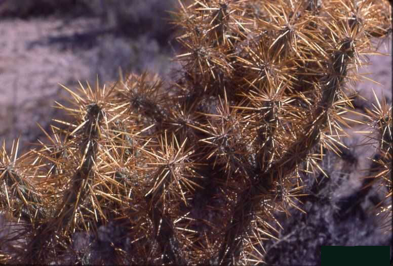 Cylindropuntia clavellina (El Rosario, BC)