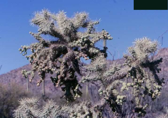 Cylindropuntia fulgida (Tucson, Az)