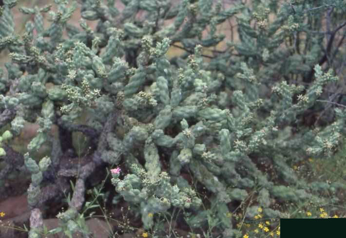 Cylindropuntia fulgida v. mamillata (Mezquital, BC)