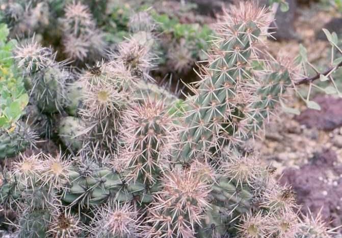 Cylindropuntia grusonia rosarica