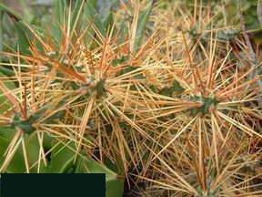 Cylindropuntia hystrix (Cuba) Dscf2266