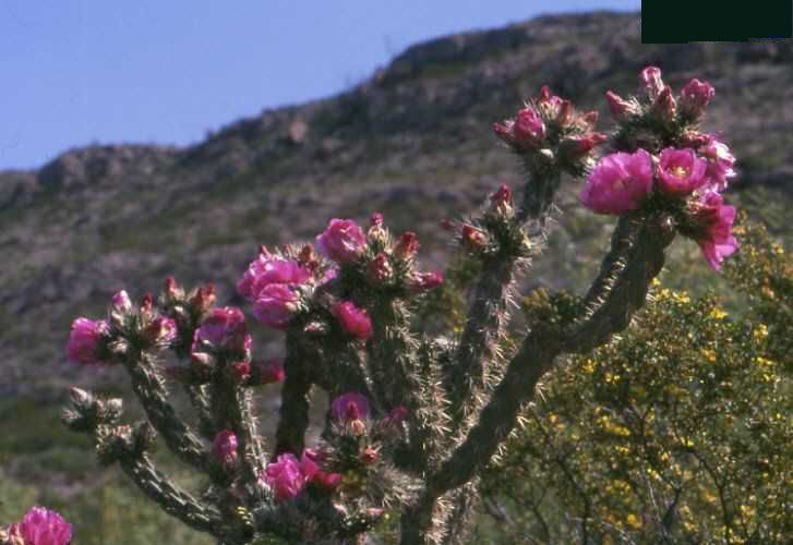 Cylindropuntia imbricata (Garfield, NM)