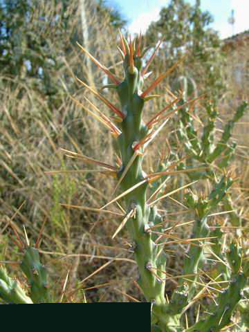 Cylindropuntia kleiniae v. tetracantha Dscf2819