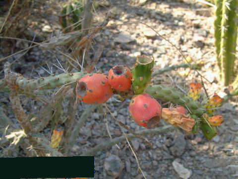 Cylindropuntia kleiniae v. tetracantha Dscf2819d