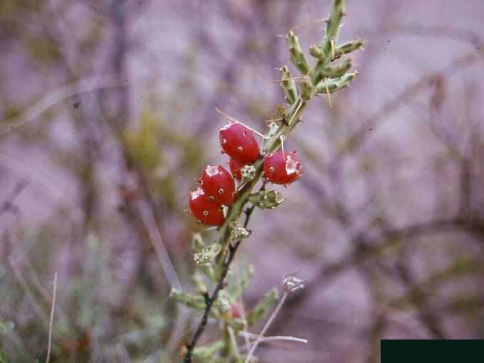 Cylindropuntia leptocaulis v. tenuispina