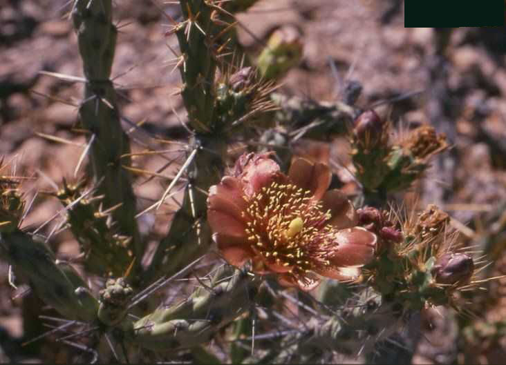 Cylindropuntia molesta (San Ignacio, BC) 1