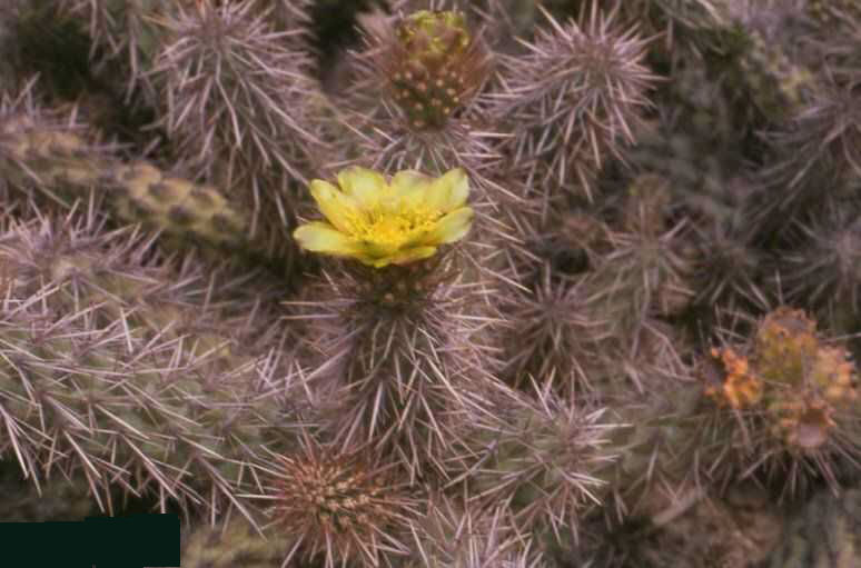 Cylindropuntia parryi