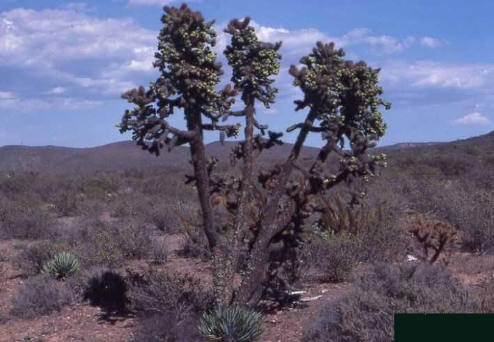 Cylindropuntia prolifera (El Rosario, BC)