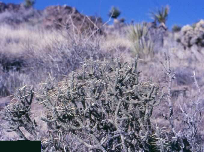 Cylindropuntia ramosissima (Barstow, Ca.)