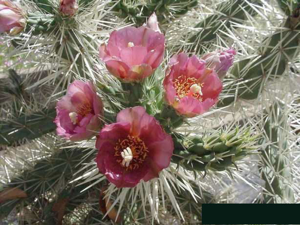 Cylindropuntia rosea_Henri