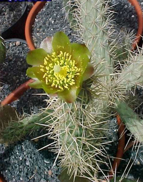 Cylindropuntia sp JL9126 (BC)