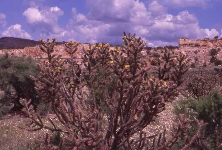 Cylindropuntia spinosior (Cuba, NM)