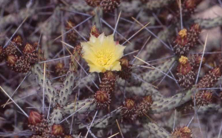 Cylindropuntia tesajo (S.F. de la Sierra, BC)