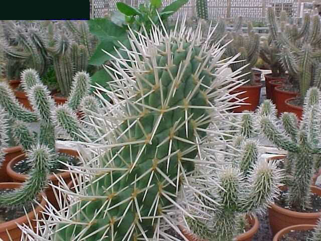 Cylindropuntia tunicata (1)