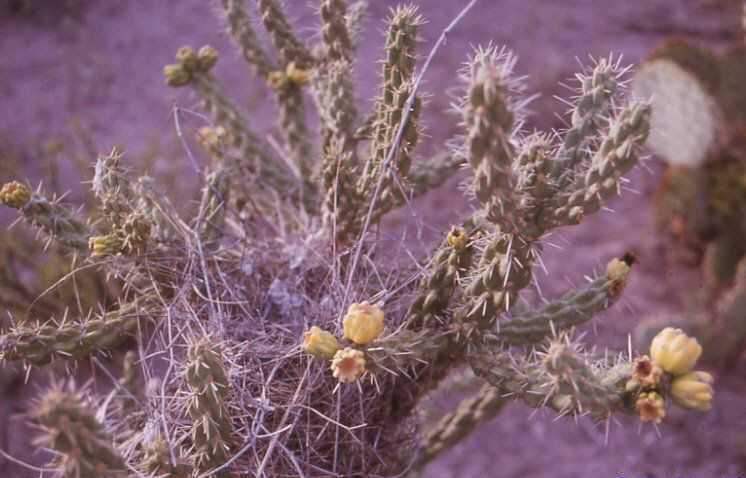 Cylindropuntia versicolor