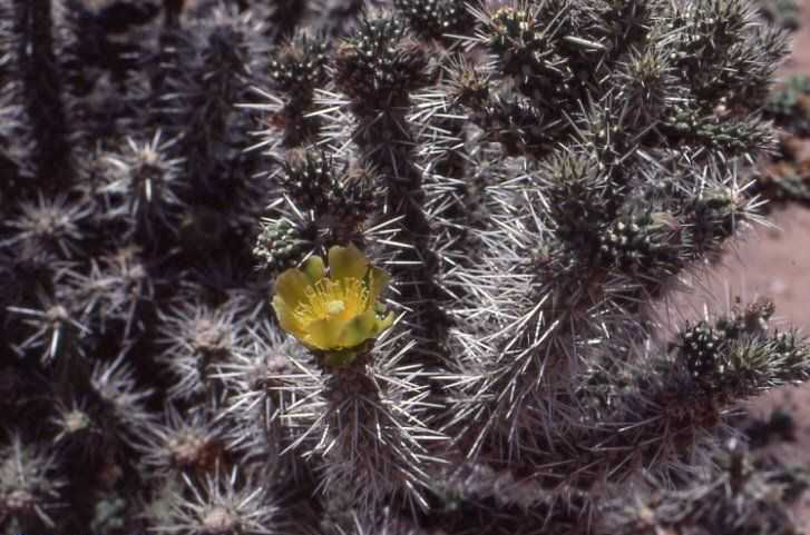 Cylindropuntia whipplei v. multigeniculata (Truxton, Az)