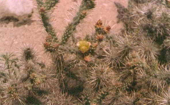 Cylindropuntia wigginsii