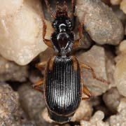 Cymindis axillaris