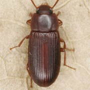 Cynaeus angustus