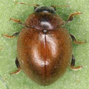 Cynegetis impunctata