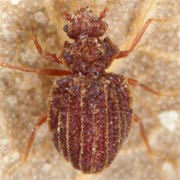 Dasycerus sulcatus