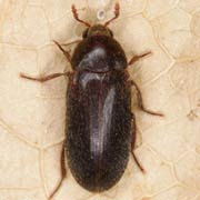 Dermestes haemorrhoidalis