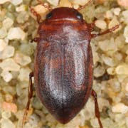 Deronectes aubei