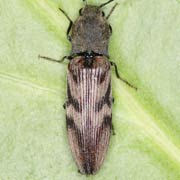 Diacanthous undulatus