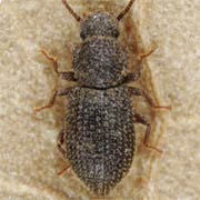 Diadesma subterranea