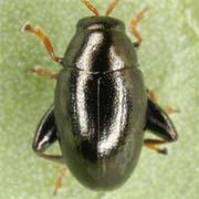 Dibolia rugulosa