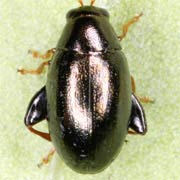 Dibolia timida