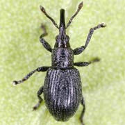 Dipladion stolidum