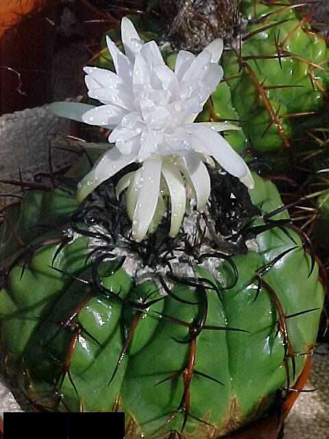 Discocactus alteolens 258f