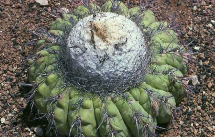 Discocactus alteolens