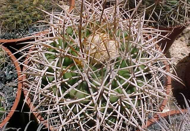 Discocactus bahiensis (1)