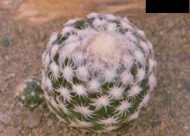 Discocactus buenekeri