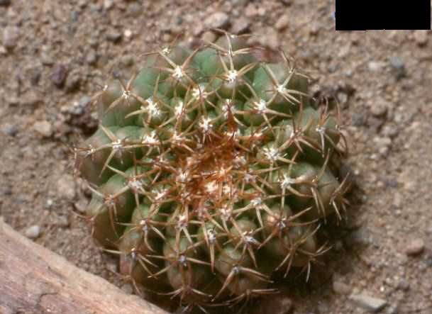 Discocactus cangaensis