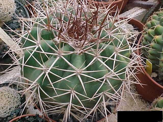 Discocactus cephaliaciculosus