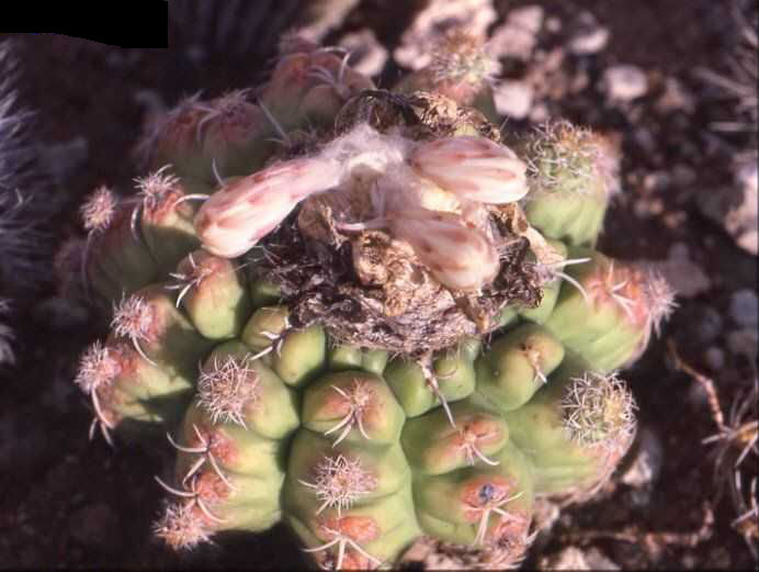 Discocactus ferricola