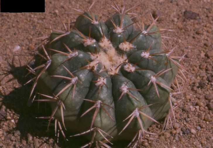 Discocactus griseus