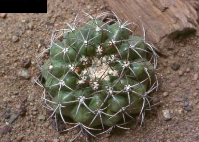 Discocactus heptacanthus