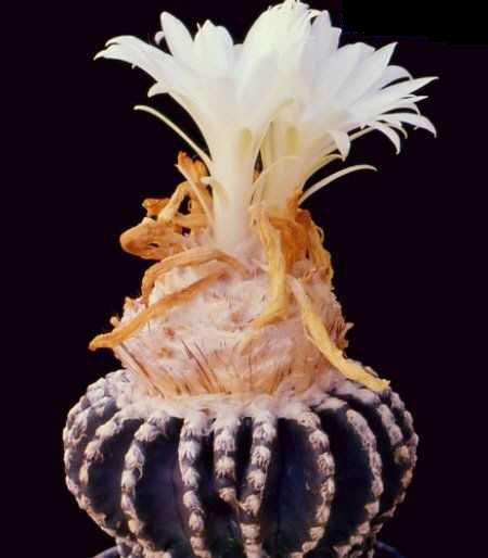 Discocactus horstii