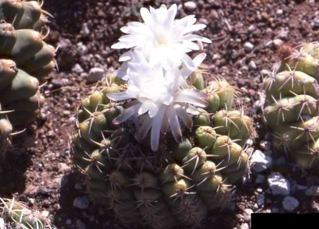 Discocactus mammulosus