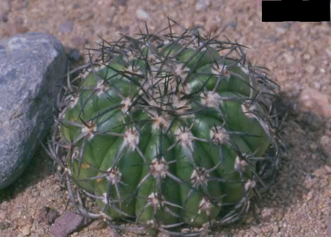 Discocactus melanochlorus