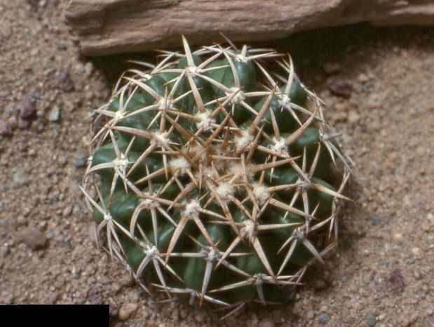 Discocactus nigrisaetosus