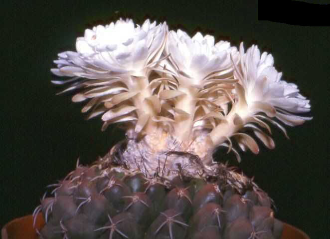 Discocactus pachythele