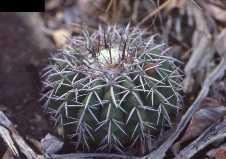 Discocactus placentiformis JL86123